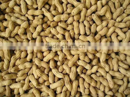 Hot Selling Roasted Peanut In Shells