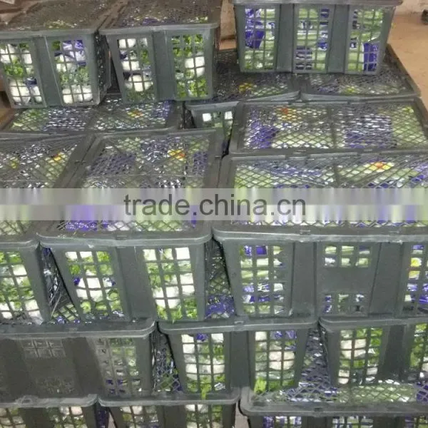 Chinese Fresh Celery photo-4