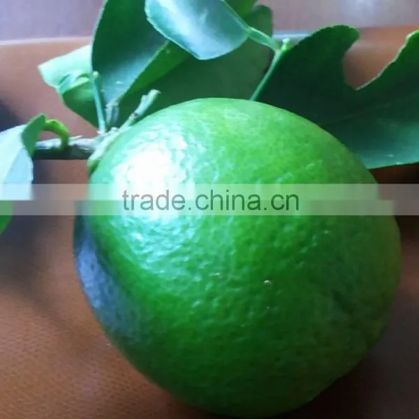 FRESH LEMON & FRESH LIME BEST Price photo-2