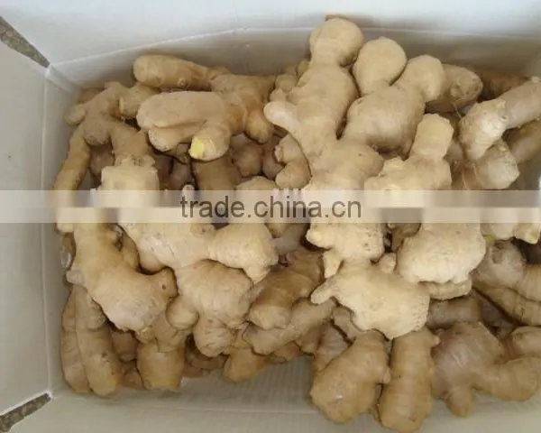 New Crop Ginger Root Ginger for Sale With Good Quality photo-5
