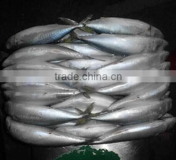 Frozen Whole Round Mackerel photo-2