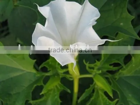 Factory Supply USP 99% Scopolamine HBR photo-5