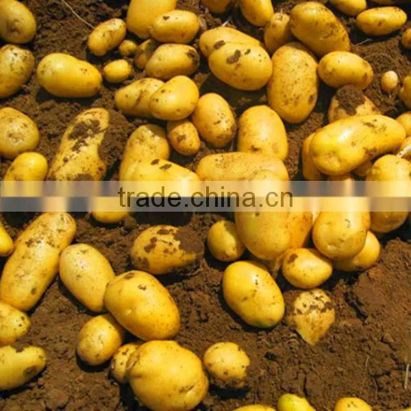 2013 Potatoes Bulk