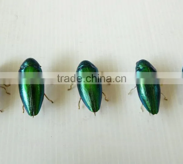 Beetle Wings 2014 Hot Sale Beetle Wings Brooches photo-2