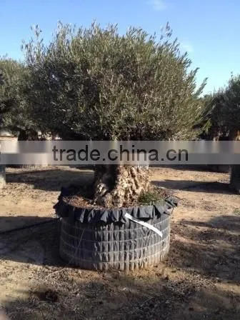 OLEA EUROPAEA BONSAI photo-3