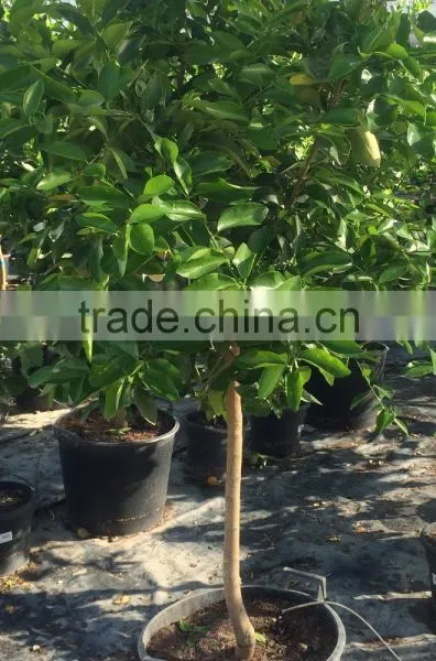 Mandarine Tree - Citrus Reticulata photo-4