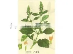 Patchouli Oil photo-3