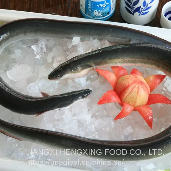 Frozen Gutted Eel (Anguilla Rostrata/Japonica)- Fresh Water River Eel