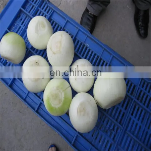 Onion Skin Removing Machine photo-4