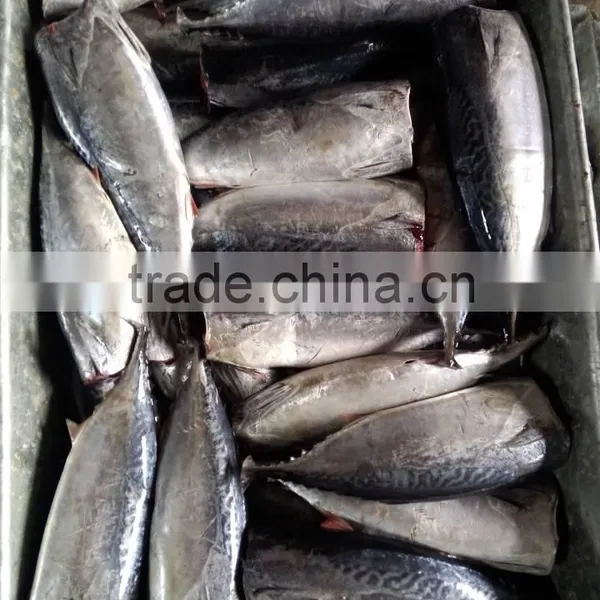 2015 Frozen Bonito HGT 300g+/pc for Canned photo-3