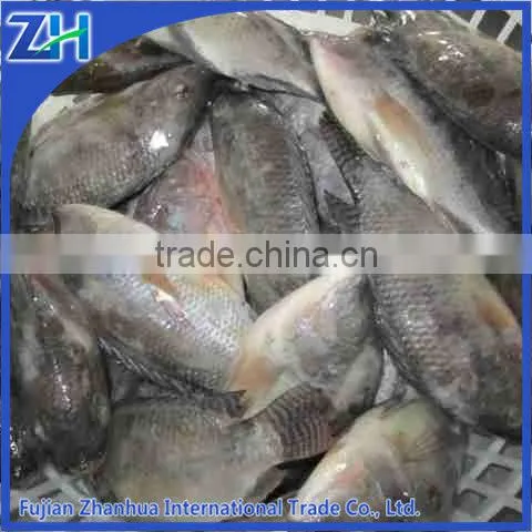 Frozen Whole Tilapia Fish Exporter