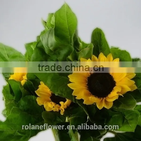 Hot Selling Fresh Cut Sunflower Flower From Yunnnan photo-4