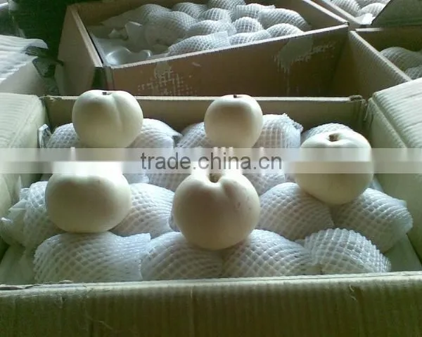 Fresh Fruit Emerald Pear With Good Price for Exporting photo-3