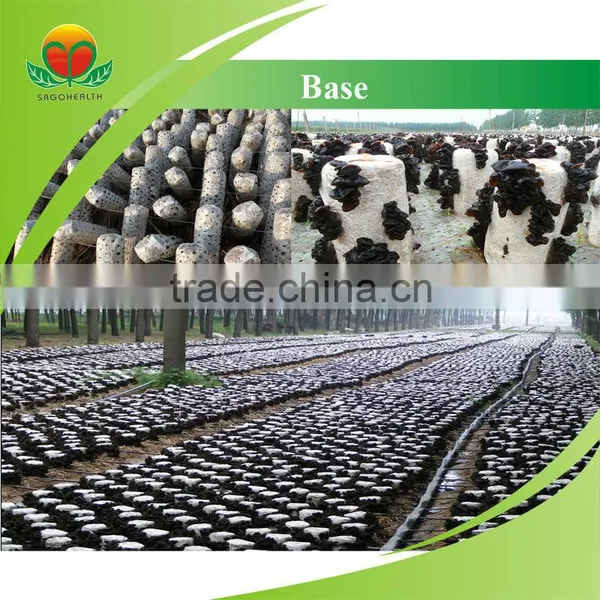Lower Price Black Fungus Powder photo-2