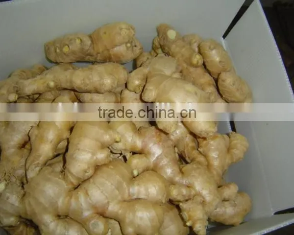 Chinese Fresh Air Dried Ginger photo-4