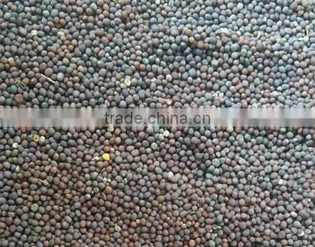 Rapeseed