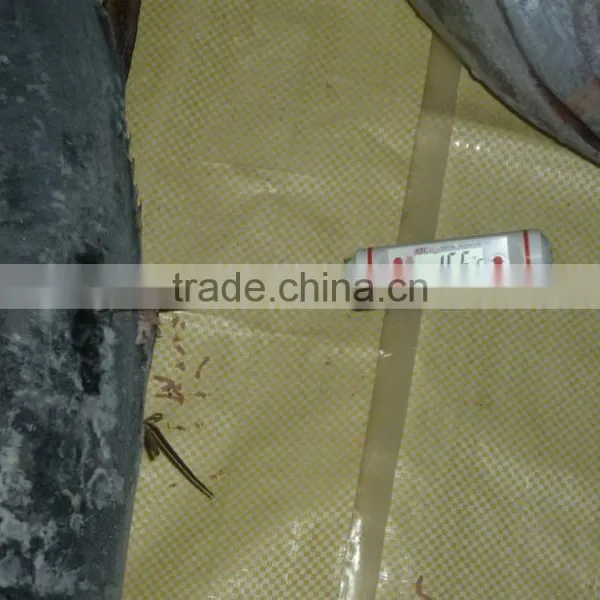 Frozen Yellowfin Tuna Whole photo-4
