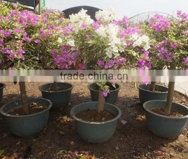 Bougainvillea Spectabilis photo-3