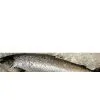 Frozen Atlantic Salmon