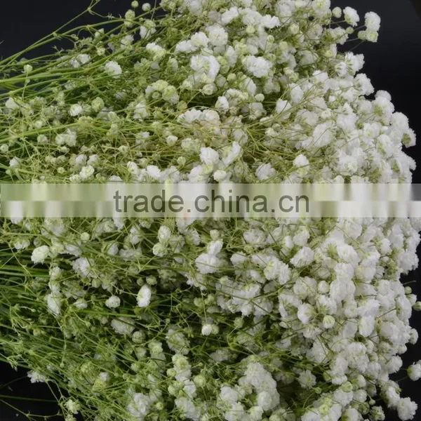 Excellent Quality Best Selling Fresh Excellent Quality Fresh Gypsophila photo-6