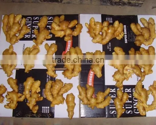 2015 Good Price of the Ginger From Shandong photo-4