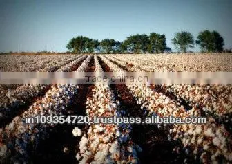 Organic Raw Cotton
