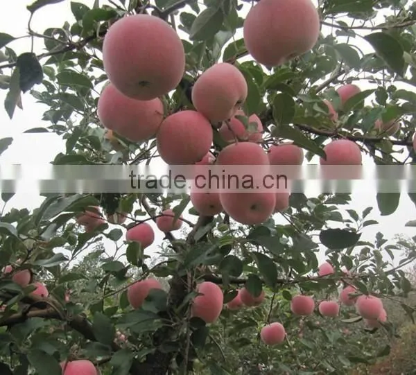 Yantai Red Fuji Apple photo-4