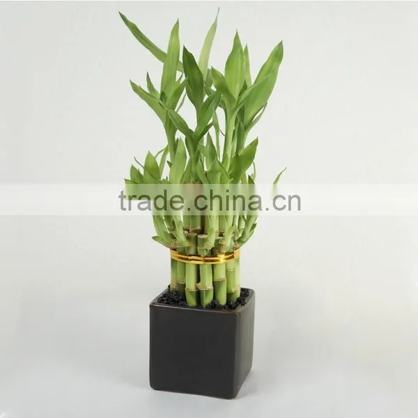 Aquatic Lucky Bamboo Decoration Wholesale photo-6