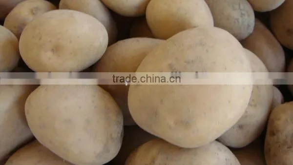 2017 Pakistan New Crop Fresh Potato