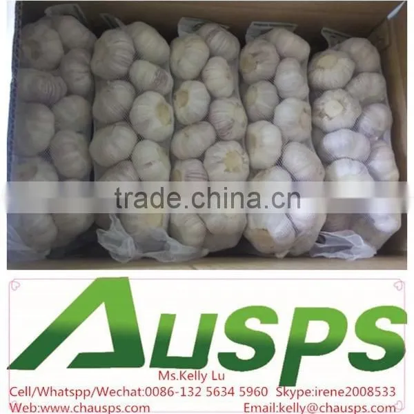 Garlic Exporters China photo-2