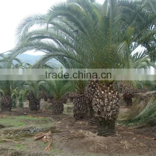 Wholesale Outdoor Ornamental Decrotive Landscaping Phoenix Canariensis Palm Trees Plants photo-2