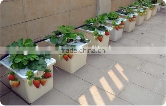 Drip Irrigation Hydroponics System Dutch Bucket for Strawberry photo-2