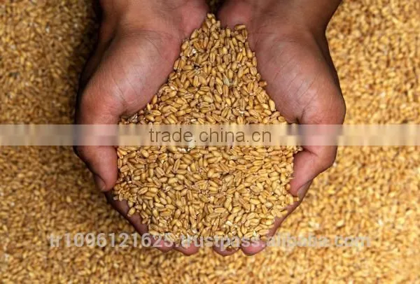 MINISTAR 2000 Chicken Feed Making Machine/ Chicken Feed Mixing Machine / Animal Feed Making Machine photo-2