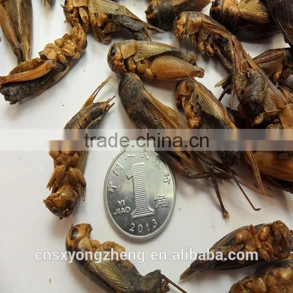 Pet Bird Food Vacuum Dried Crickets photo-5