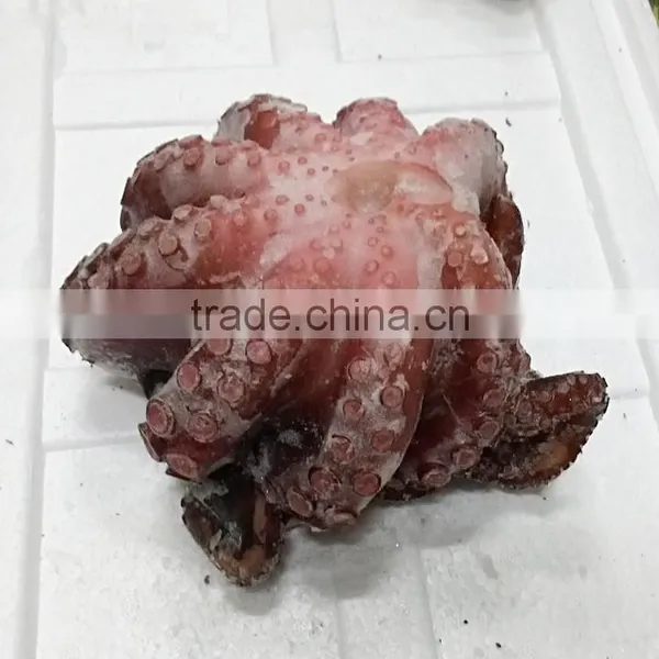 Octopus photo-2