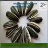24/64 Sunflower Seeds 5009