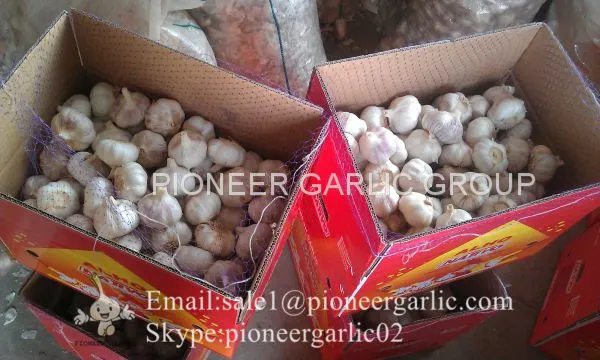 New Crop Natural Fresh Jinxiang Shandong White Garlic photo-4