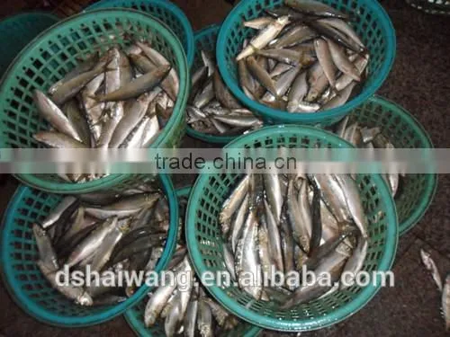 China Exporter Frozen Sardinella Lemuru Fish photo-4