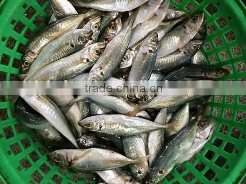 Horse Mackerel Supplier From China With Size 70 -90 g / Pcs photo-3