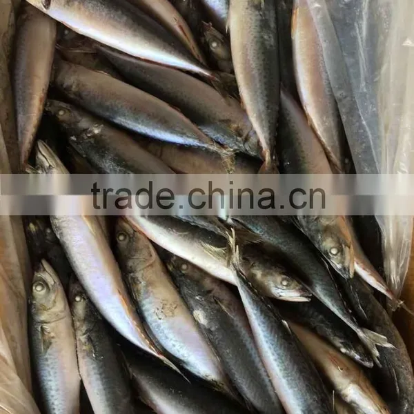 WR Frozen Pacific Mackerel photo-5