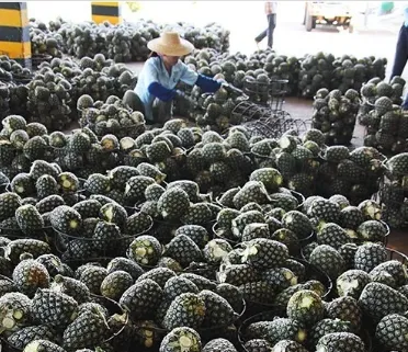 NFC Concentrated Pineapple Juice Processing Machine Production Line photo-3