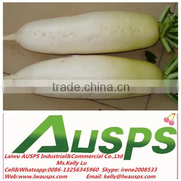 Chinese Fresh White Radish photo-2