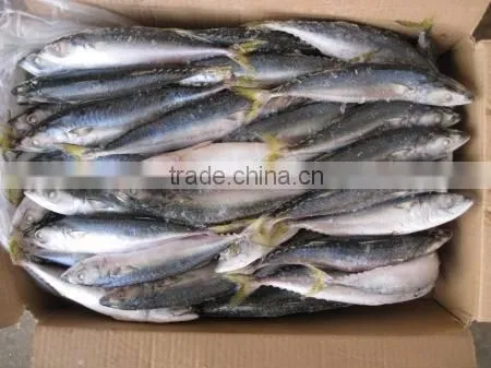 Frozen Fish