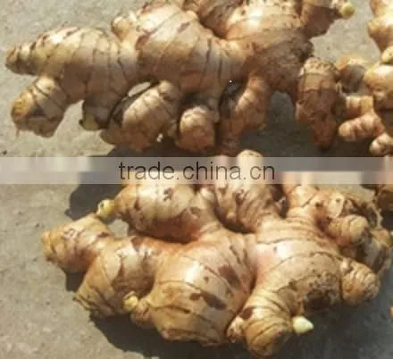 Fresh Ginger New Crop 2015 photo-2
