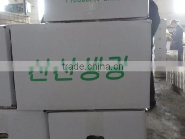 China Ginger of Good Quality