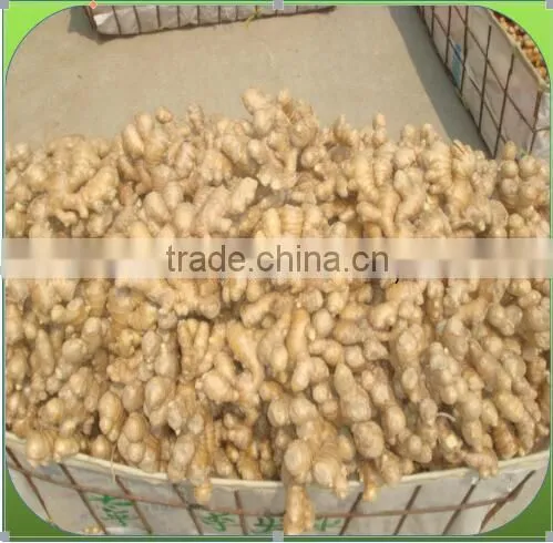 GINGER PRICE IN CHINA photo-4