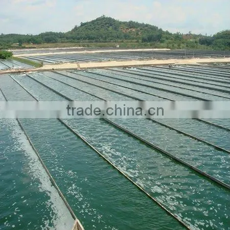 2015 Healthy Algae Spirulina for EU & USA Market photo-3