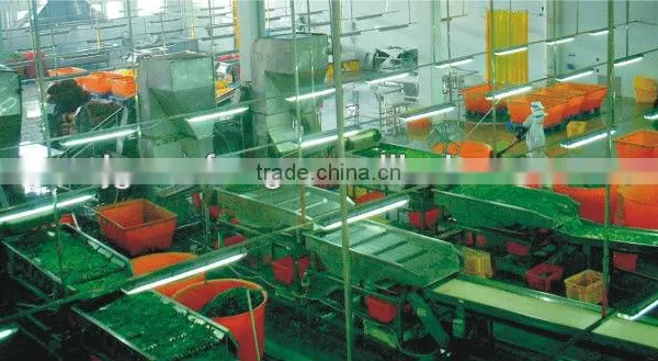 Food Machinery Manufacturer Green Pea Frozen Production Line photo-3