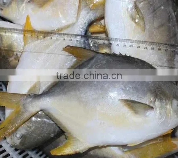 Inflatable Tentacles Gold Pomfret photo-2