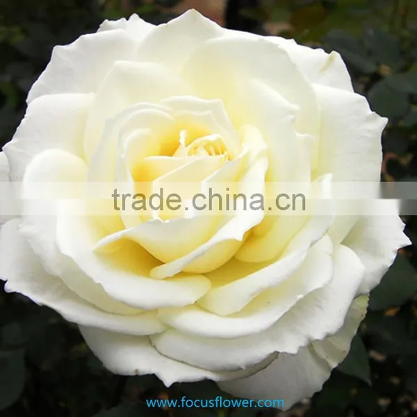 Export Fresh Cut Roses Flowers Tineke Rose Flower From Kunming photo-2